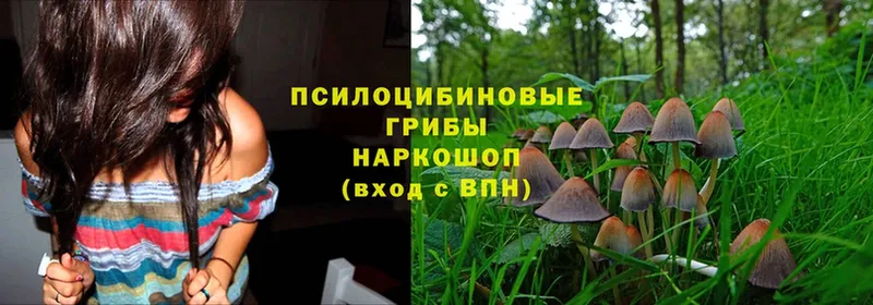 Галлюциногенные грибы Psilocybine cubensis  Киржач 